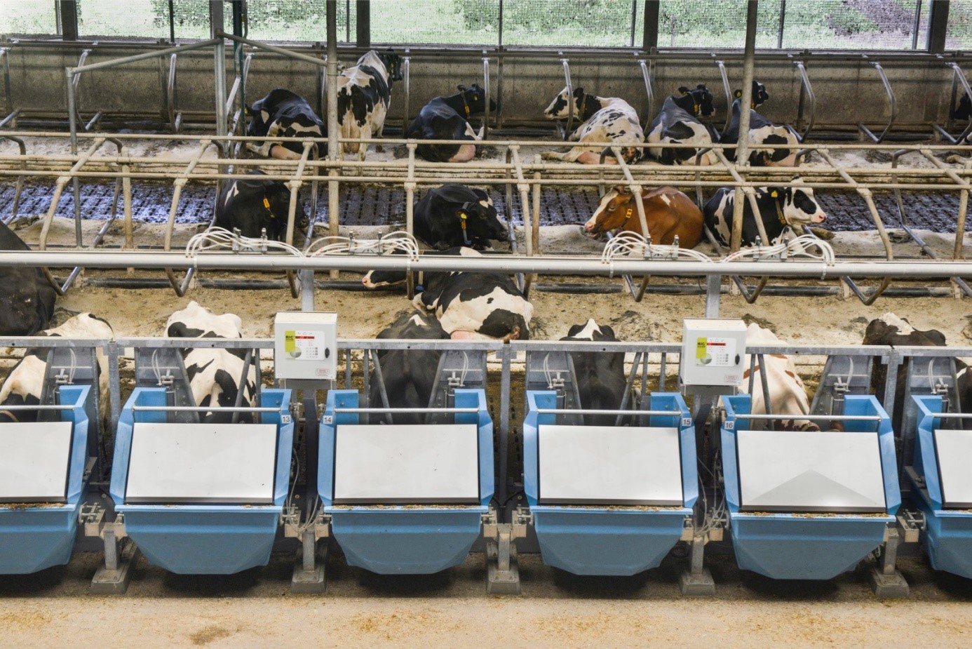 Krave koje dobro iskorištavaju hranu, drže nisku cijenu koštanja’
